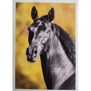 Horse Club Lieblingspferde Sticker - Nr 114