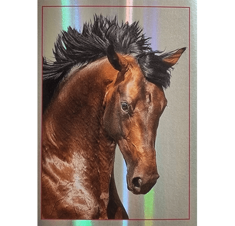 Horse Club Lieblingspferde Sticker - Nr 116
