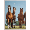 Horse Club Lieblingspferde Sticker - Nr 117