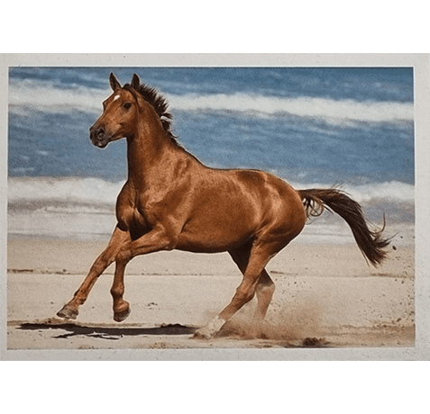 Horse Club Lieblingspferde Sticker - Nr 124