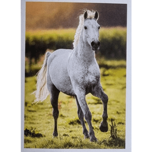Horse Club Lieblingspferde Sticker - Nr 134