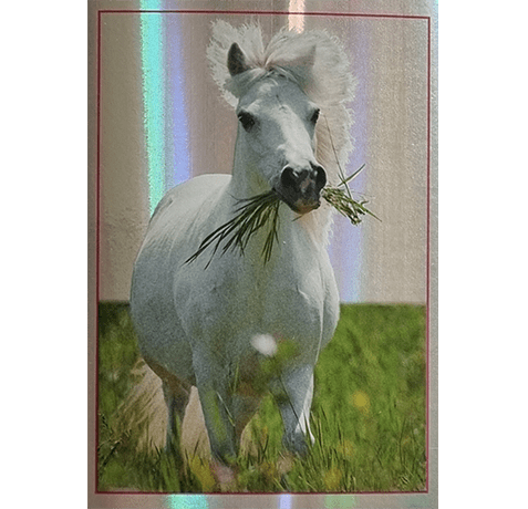 Horse Club Lieblingspferde Sticker - Nr 147