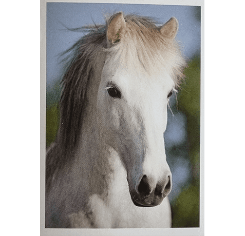 Horse Club Lieblingspferde Sticker - Nr 148