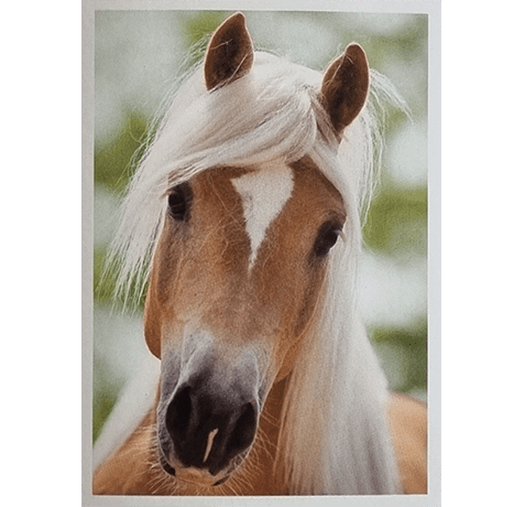 Horse Club Lieblingspferde Sticker - Nr 158
