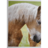 Horse Club Lieblingspferde Sticker - Nr 159