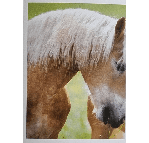 Horse Club Lieblingspferde Sticker - Nr 159