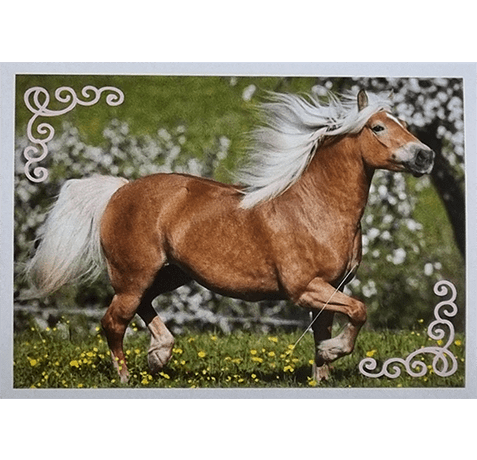 Horse Club Lieblingspferde Sticker - Nr 161