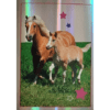 Horse Club Lieblingspferde Sticker - Nr 163