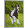 Horse Club Lieblingspferde Sticker - Nr 172