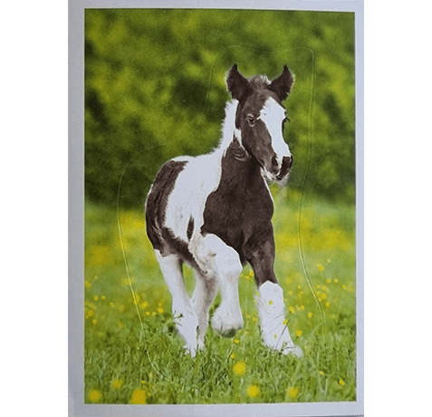 Horse Club Lieblingspferde Sticker - Nr 172