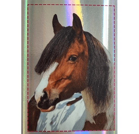 Horse Club Lieblingspferde Sticker - Nr 173