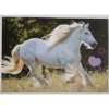 Horse Club Lieblingspferde Sticker - Nr 174
