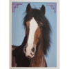 Horse Club Lieblingspferde Sticker - Nr 181