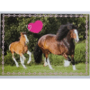 Horse Club Lieblingspferde Sticker - Nr 186