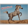 Horse Club Lieblingspferde Sticker - Nr 021