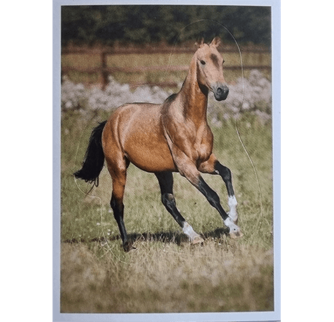 Horse Club Lieblingspferde Sticker - Nr 035