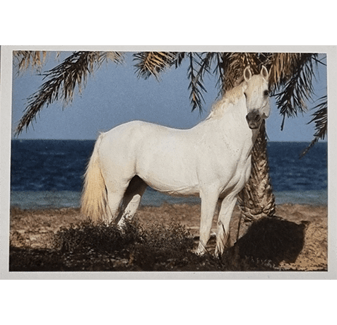 Horse Club Lieblingspferde Sticker - Nr 044