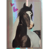 Horse Club Lieblingspferde Sticker - Nr 048