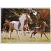 Horse Club Lieblingspferde Sticker - Nr 050