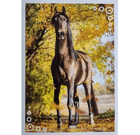 Horse Club Lieblingspferde Sticker - Nr 054