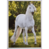 Horse Club Lieblingspferde Sticker - Nr 067