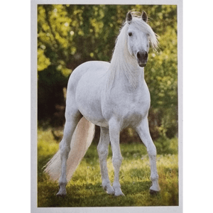 Horse Club Lieblingspferde Sticker - Nr 067