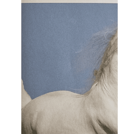 Horse Club Lieblingspferde Sticker - Nr 069