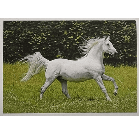 Horse Club Lieblingspferde Sticker - Nr 076