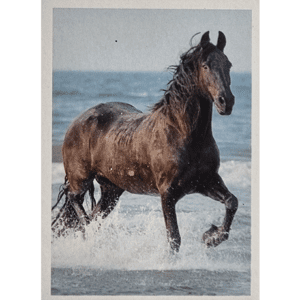 Horse Club Lieblingspferde Sticker - Nr 087