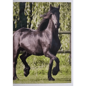Horse Club Lieblingspferde Sticker - Nr 089
