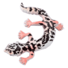 Blue Ocean Geckos Planet WOW - Gecko Nr 1 - Afrikanischer Krallengecko