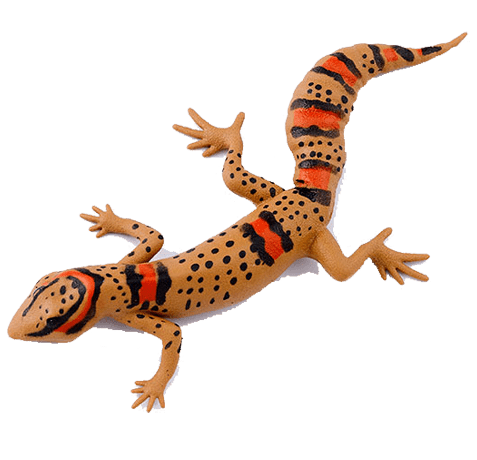 Blue Ocean Geckos Planet WOW - Gecko Nr 16 - Hainan-Krallengecko -mit Farbwechsel