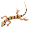 Blue Ocean Geckos Planet WOW - Gecko Nr 3 - Malaiischer Bogenfingergecko
