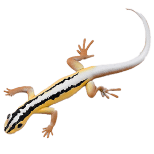 Blue Ocean Geckos Planet WOW - Gecko Nr 5 - Wiegmanns Streifen-Gecko