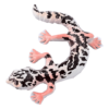 Blue Ocean Geckos Planet WOW - Gecko Nr 1 - Afrikanischer Krallengecko