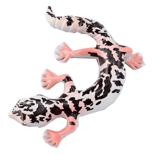 Blue Ocean Geckos Planet WOW - Gecko Nr 1 - Afrikanischer Krallengecko