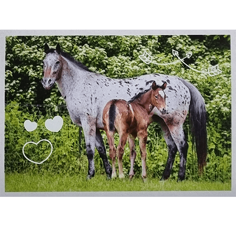 Horse Club Lieblingspferde Sticker - Nr 105