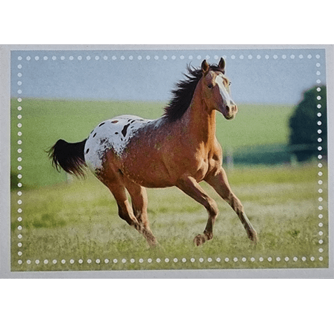 Horse Club Lieblingspferde Sticker - Nr 107