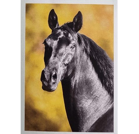 Horse Club Lieblingspferde Sticker - Nr 114