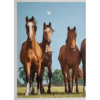 Horse Club Lieblingspferde Sticker - Nr 117