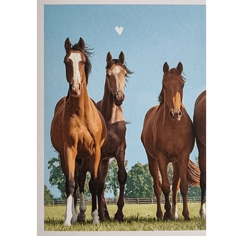 Horse Club Lieblingspferde Sticker - Nr 117