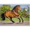 Horse Club Lieblingspferde Sticker - Nr 127