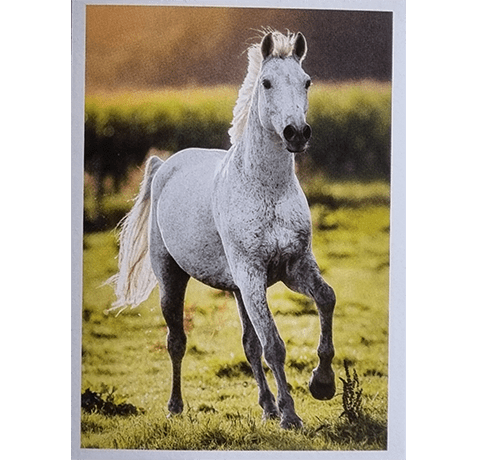 Horse Club Lieblingspferde Sticker - Nr 134