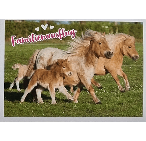 Horse Club Lieblingspferde Sticker - Nr 146