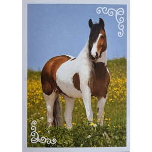 Horse Club Lieblingspferde Sticker - Nr 178