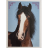 Horse Club Lieblingspferde Sticker - Nr 181