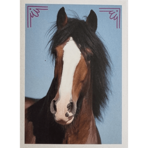 Horse Club Lieblingspferde Sticker - Nr 181