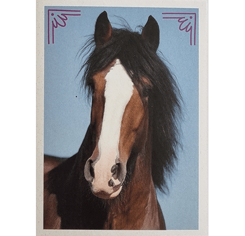 Horse Club Lieblingspferde Sticker - Nr 181