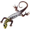 Blue Ocean Geckos Planet WOW - Gecko Nr 2 - Augenfleck Zwerggecko mit Farbwechsel