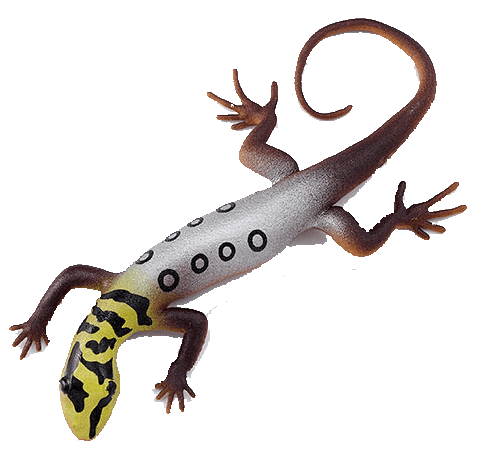 Blue Ocean Geckos Planet WOW - Gecko Nr 2 - Augenfleck Zwerggecko mit Farbwechsel